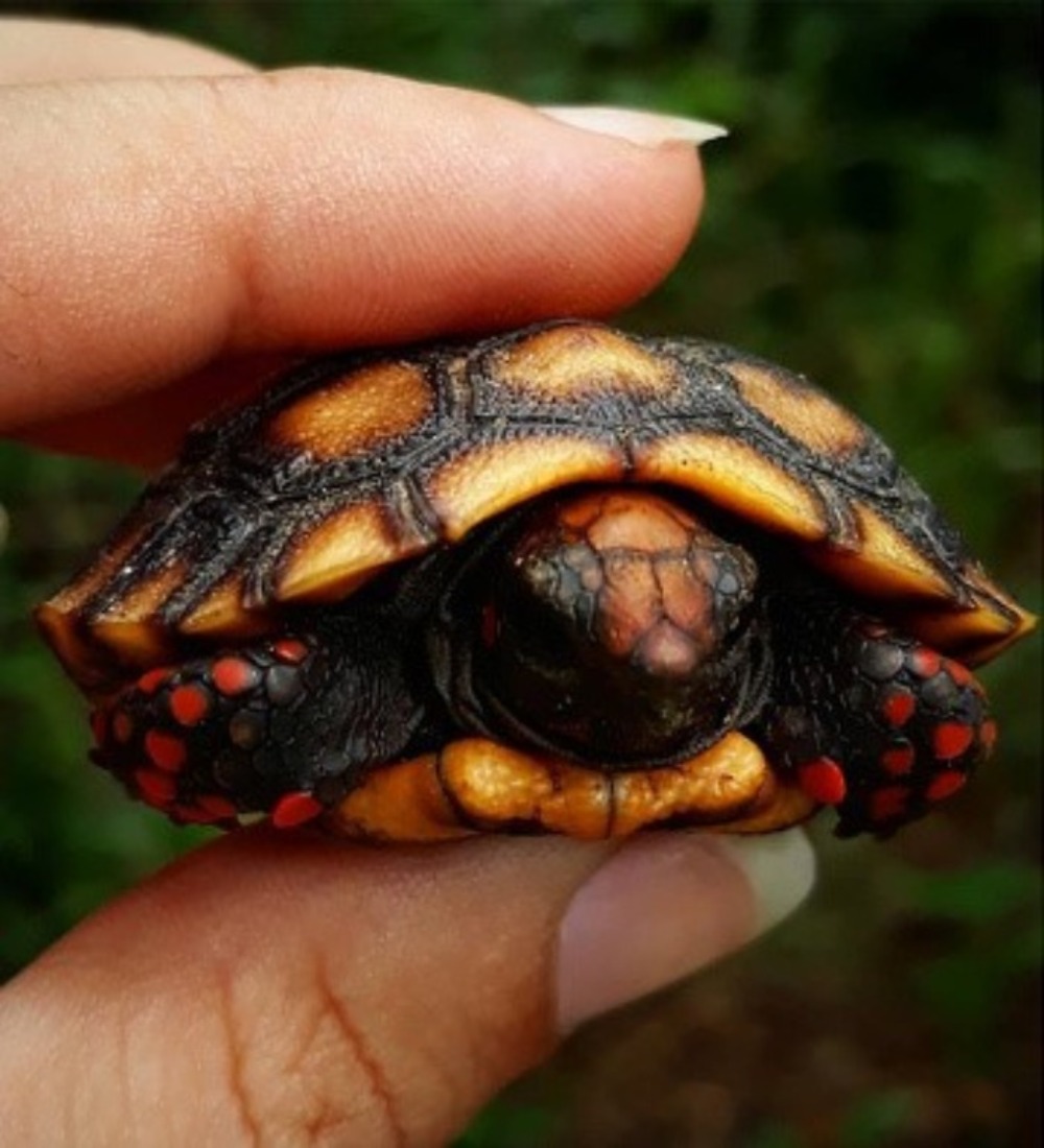 Mały żółw