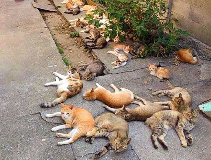 Muchos gatos en la calle