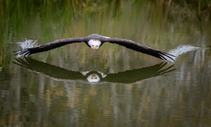 Águila sobre el lago