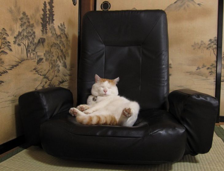 O gato está sentado em uma cadeira de couro