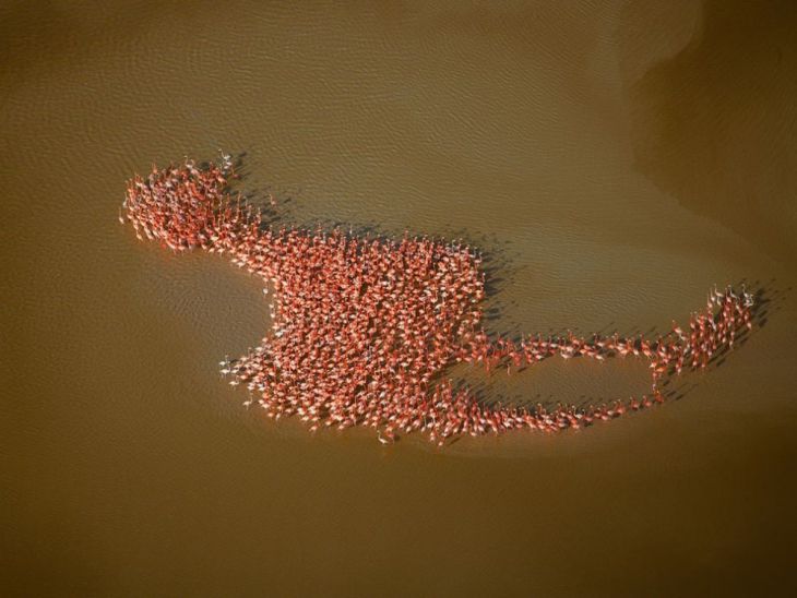 Flamingo’s staan bij elkaar in de vorm van een flamingo