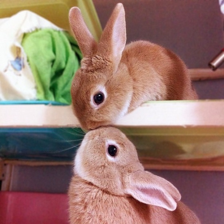 Doi iepuri se sărută