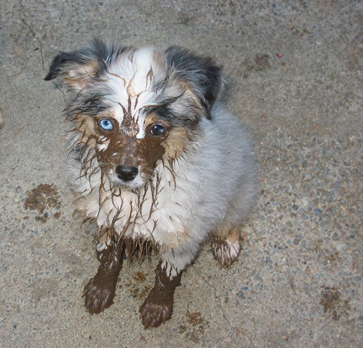 Koira on erittäin likainen