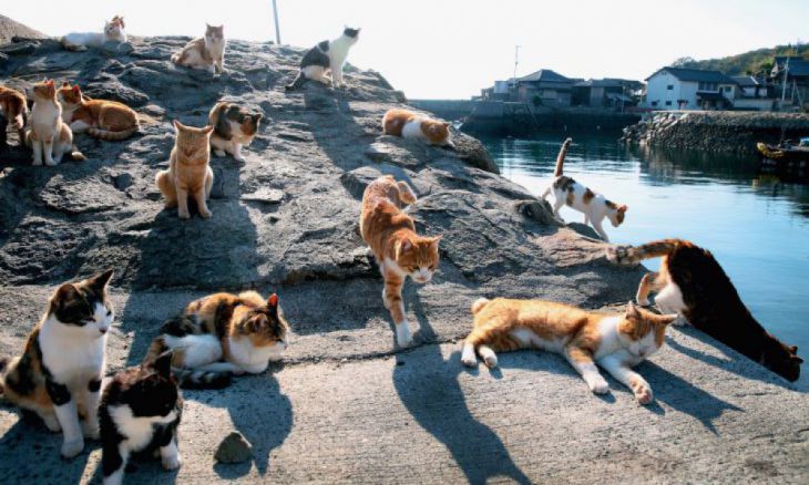 La isla de los gatos, Japón