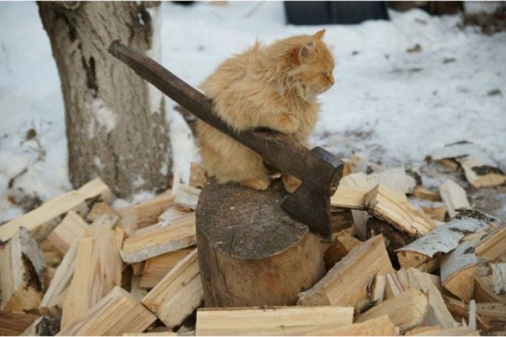 Kot rąbie drewno