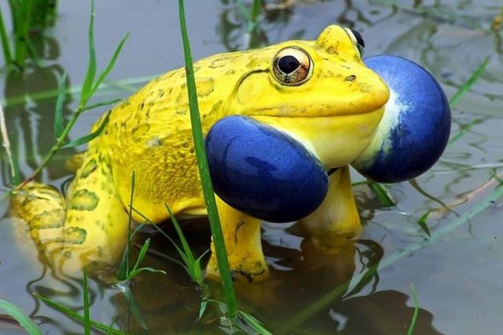 Żółta żaba