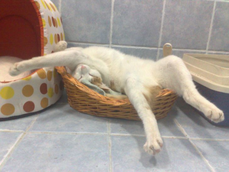 Cat sleeps in an unusual pose