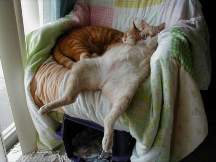2 gatos dormindo em uma poltrona