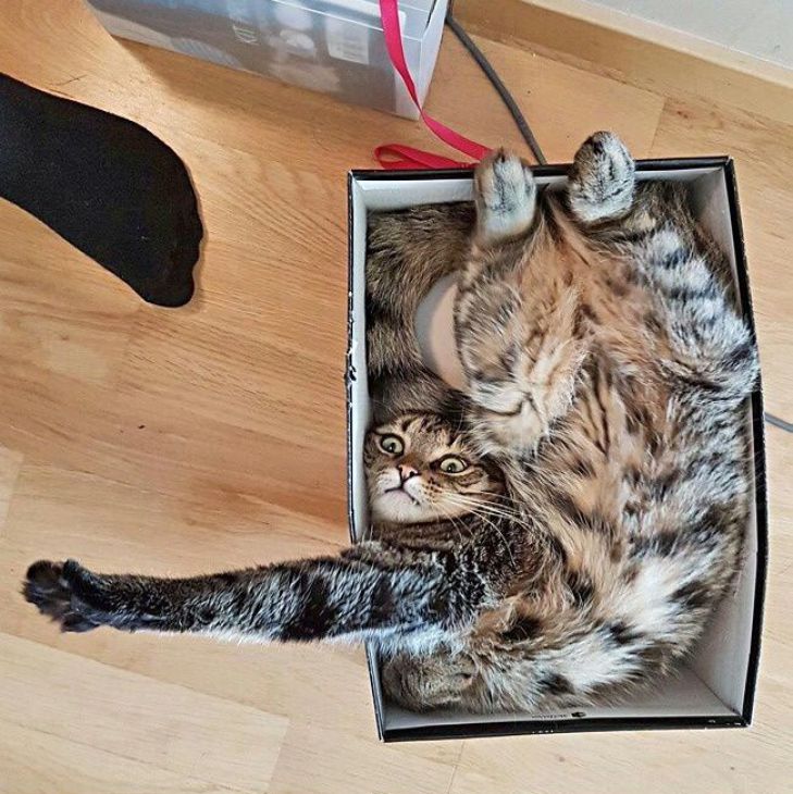 El gato yace en una caja