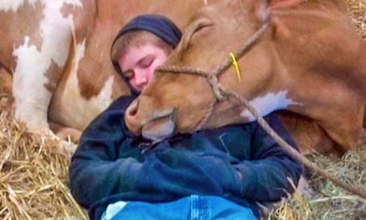 Facet śpi na krowie