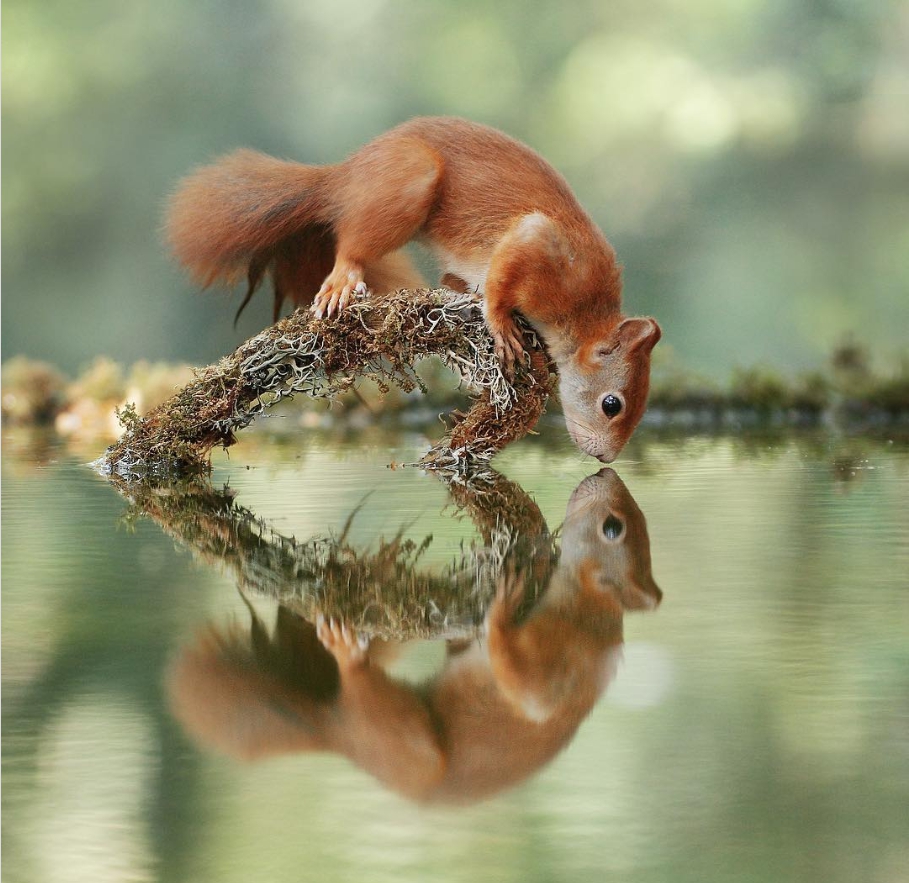 Um esquilo olhando sua reflexão no lago