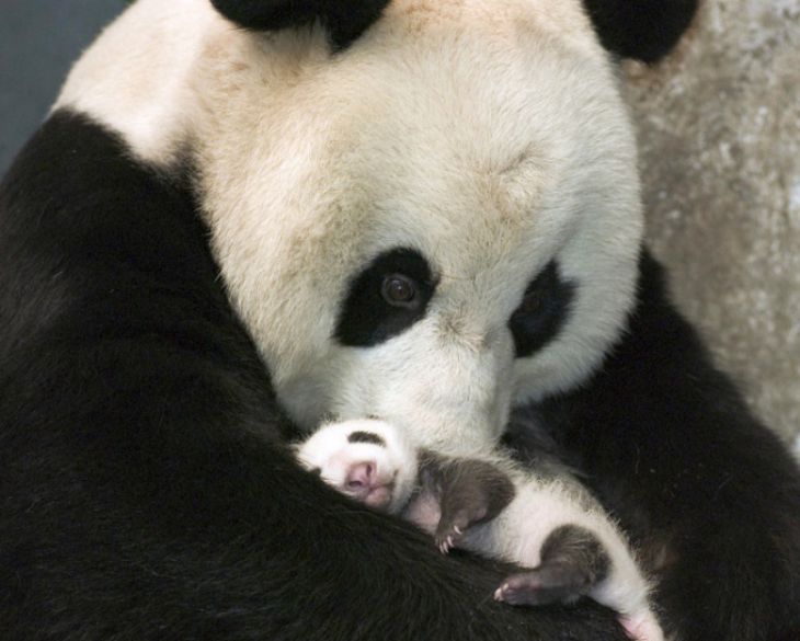 Um bebê panda