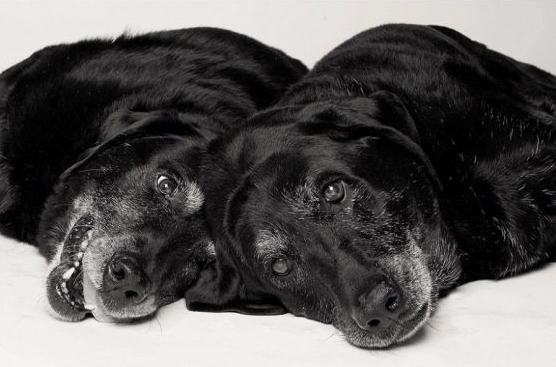 2 cães negros estão descansando 