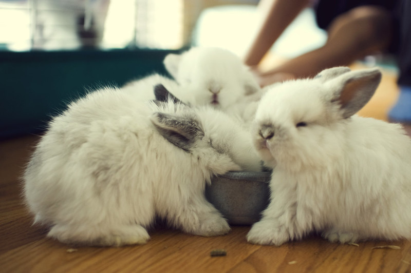 Małe króliki jedzą