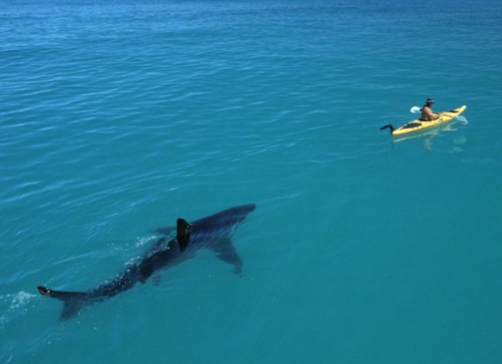 Shark and Kayak Man