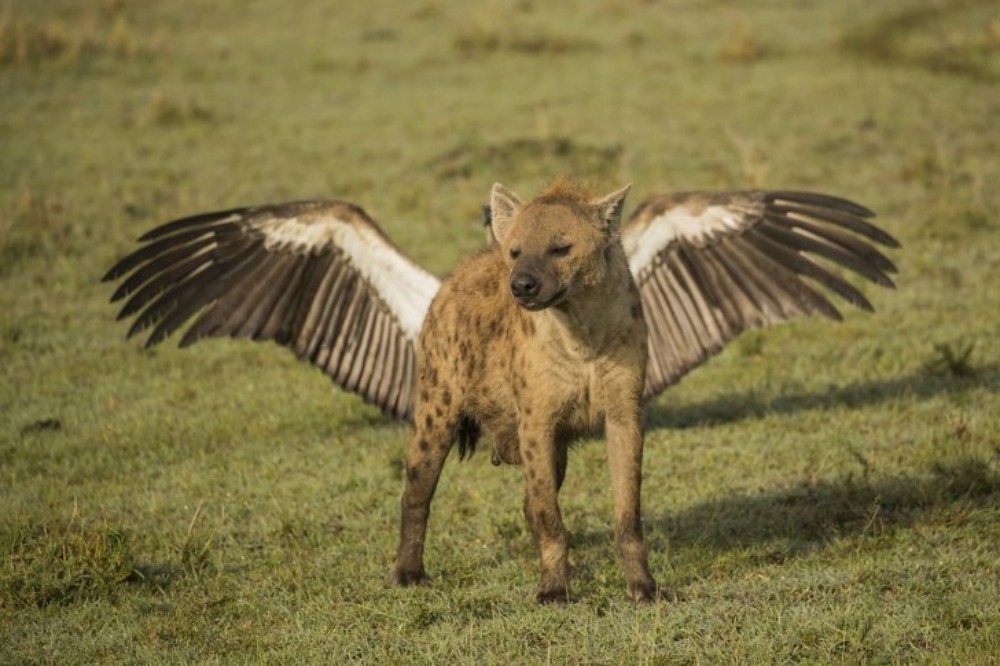 hiena com asas 