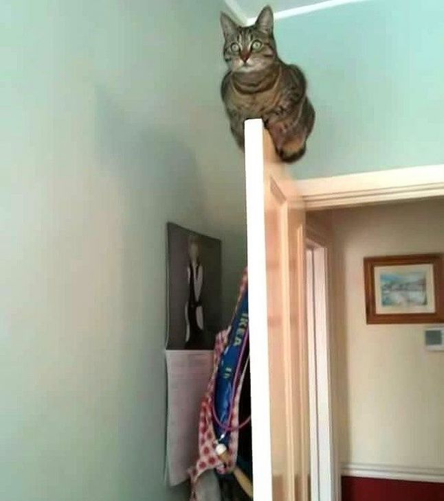 pisica stă pe ușă