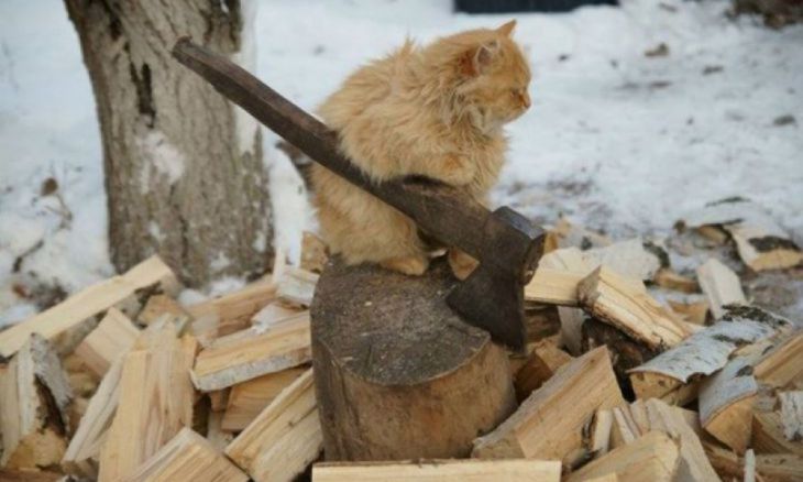 Pisica care taie lemn