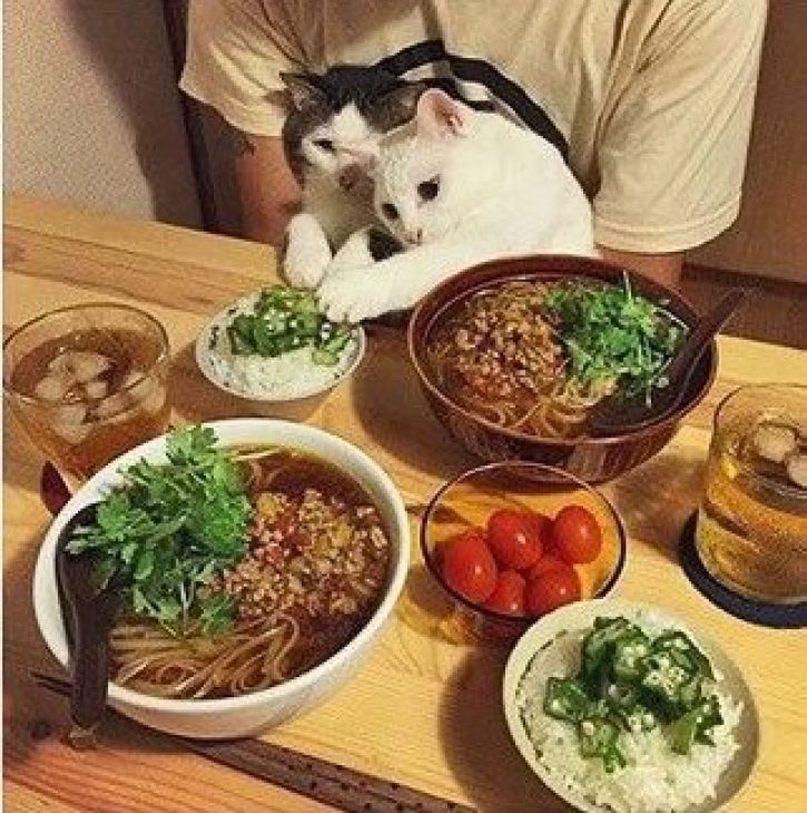 Kissat lautasella
