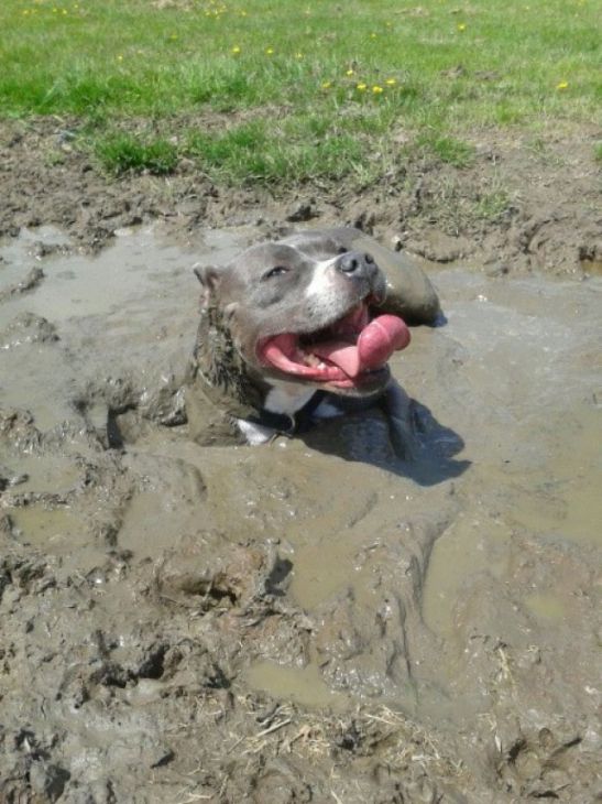 De hond ligt helemaal in de modder