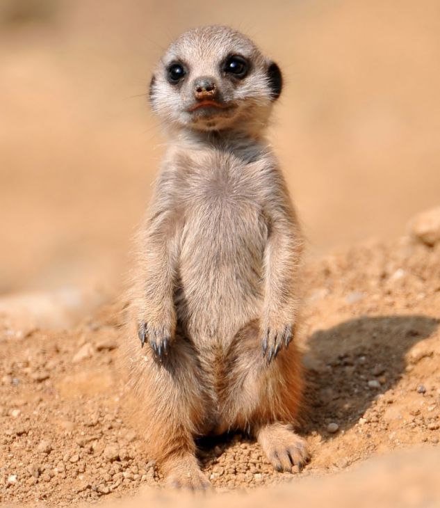 Kleine meerkat