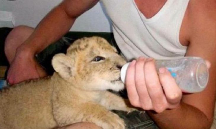 Un hombre alimenta a un león.