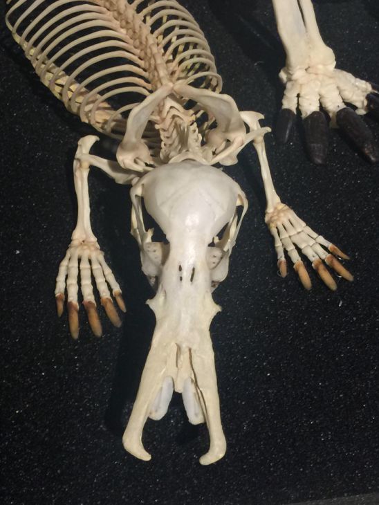 Cráneo de un ornitorrinco