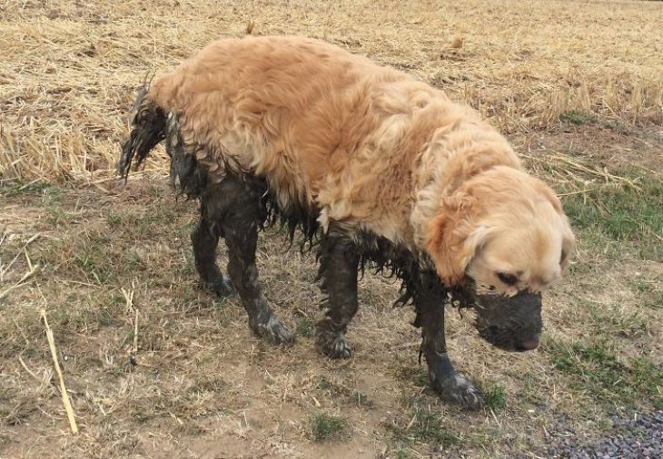 De hond ligt half in de modder