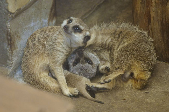 Αστεία meerkats