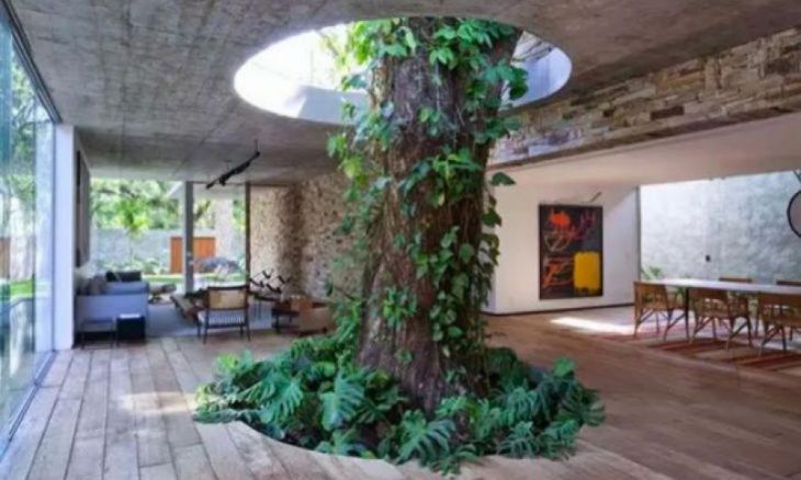 Een boom groeit in een huis