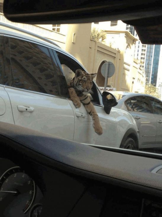 Tigre senta-se no carro no banco do passageiro