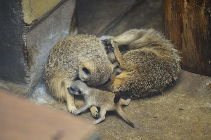 Πολλά meerkats