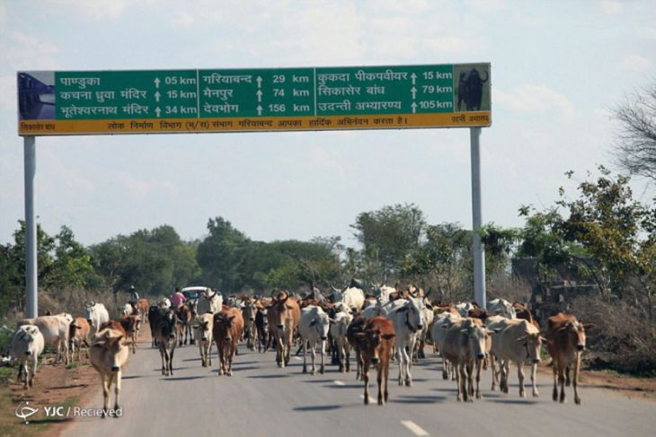 Trafikk i India