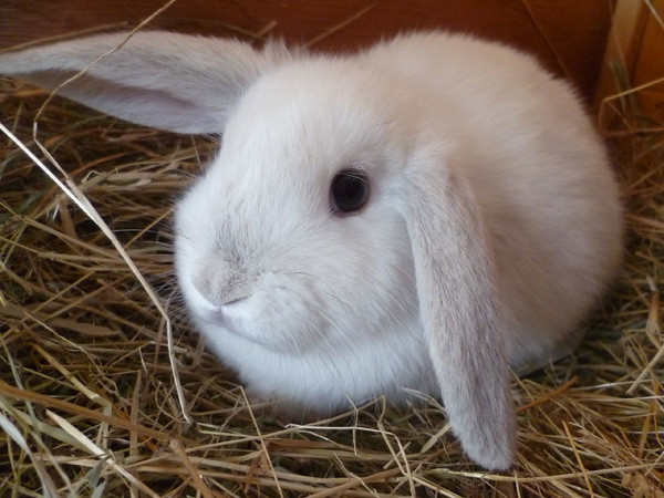 Conejo blanco con orejas grandes