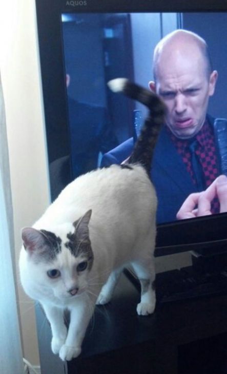 Kissa lähellä televisiota