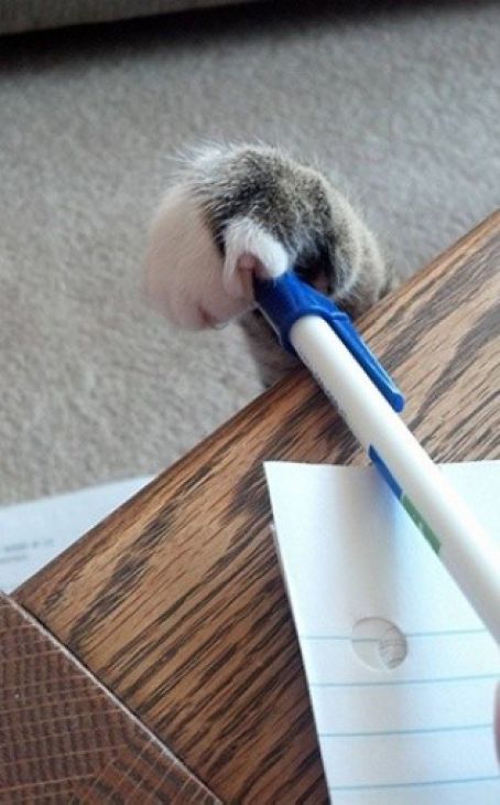Gato roba un bolígrafo