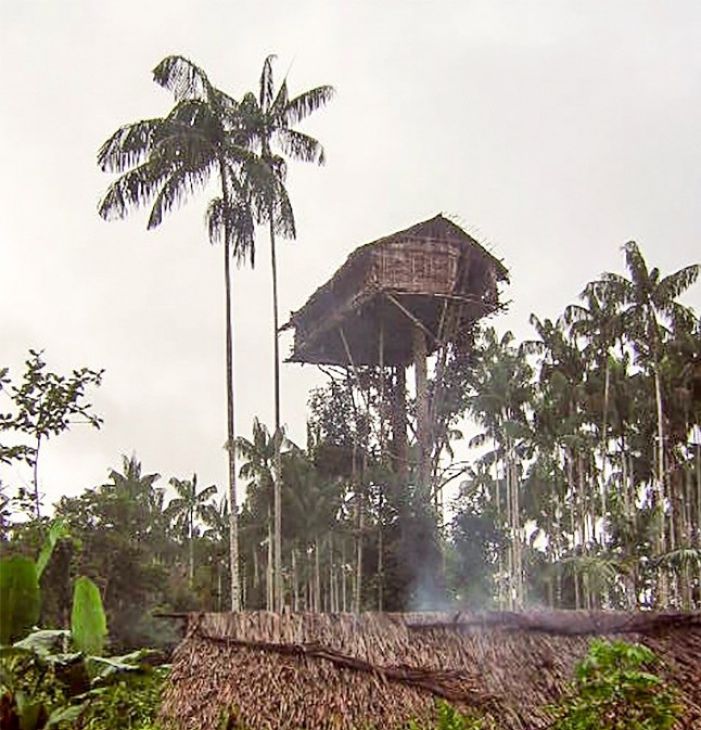 Casas na árvore Korowai, Indonésia