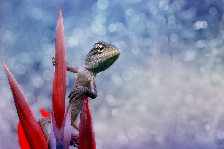 Gecko zit op een bloem