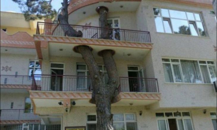 Uma árvore cresce através de varandas