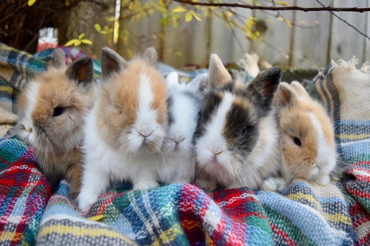 Wiele pięknych królików