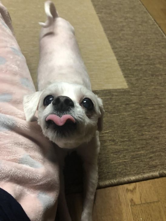 Perro muestra lengua