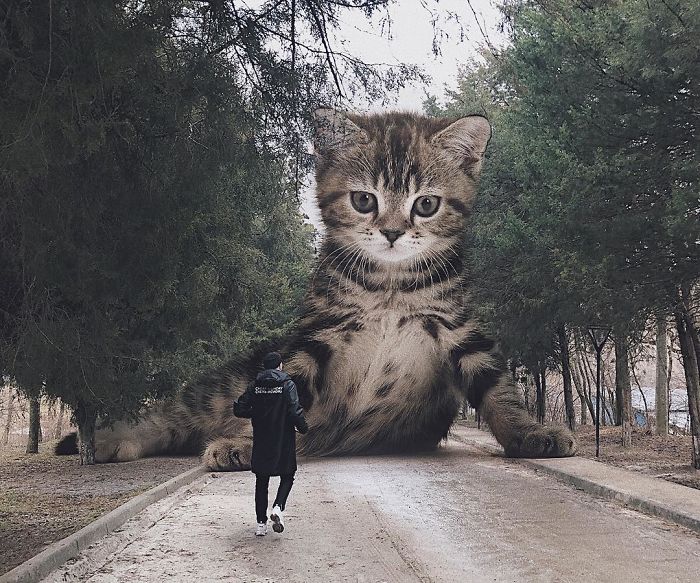Gato gigante na estrada