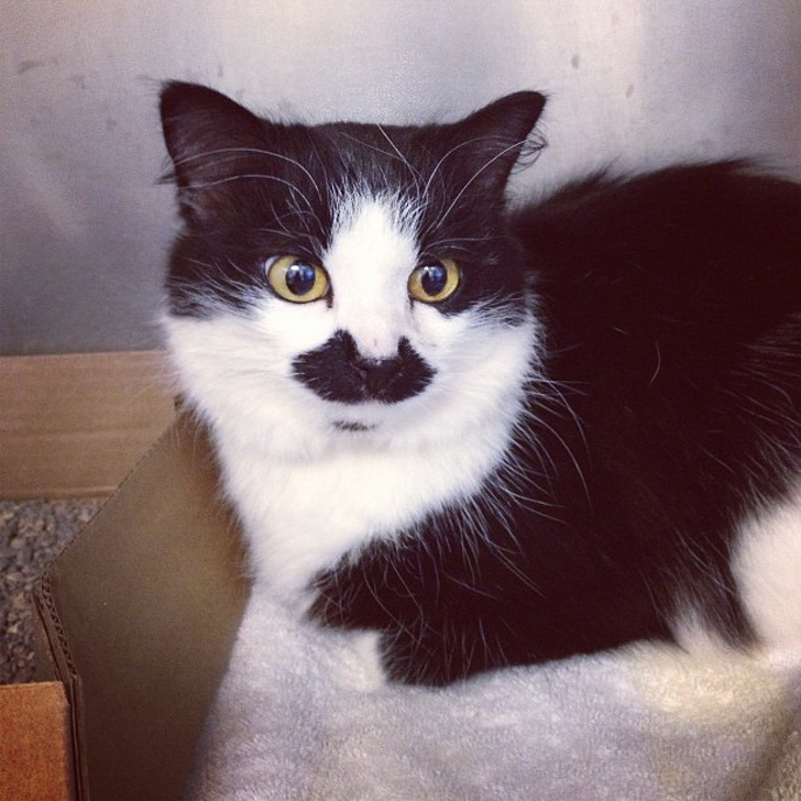 Pisica cu o mustață frumoasă