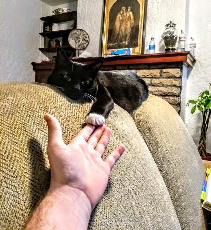 Η γάτα μου κρατάει το χέρι μου