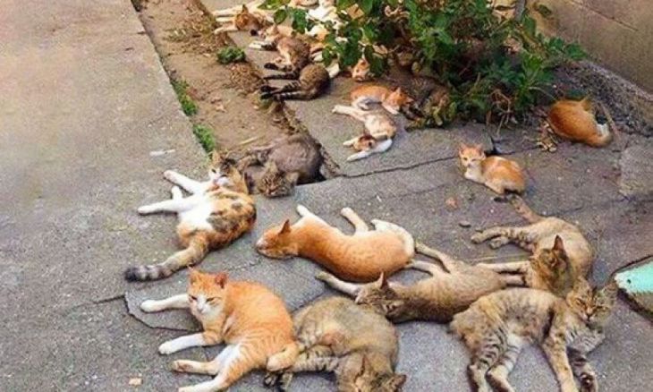 Mange katter på gaten