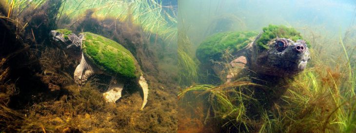 En sköldpadda täckt av alger