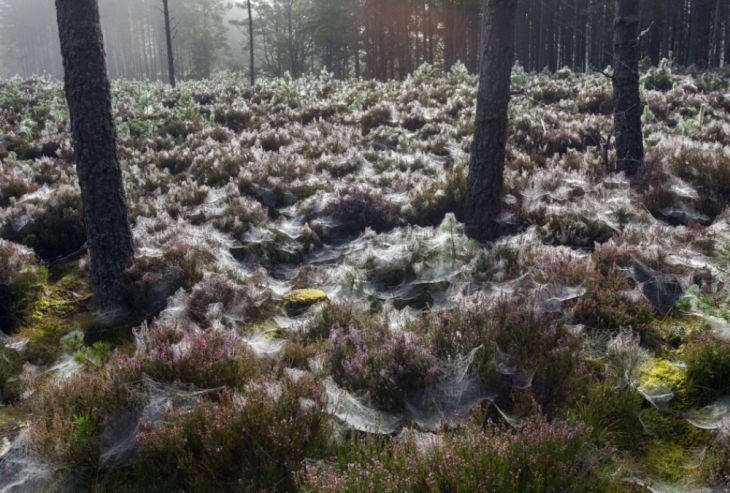 Spindelnät i Abernethy-skogen, Skottland