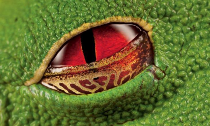 Szkarłatne oczy żaby drzewnej, Kostaryka