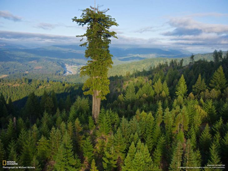 Hyperion, de hoogste boom ter wereld