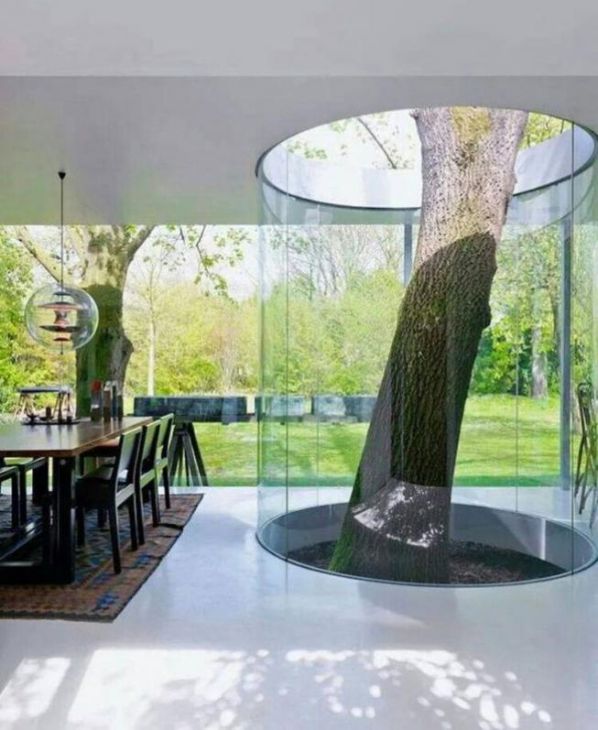 Grande árvore cresce na cozinha